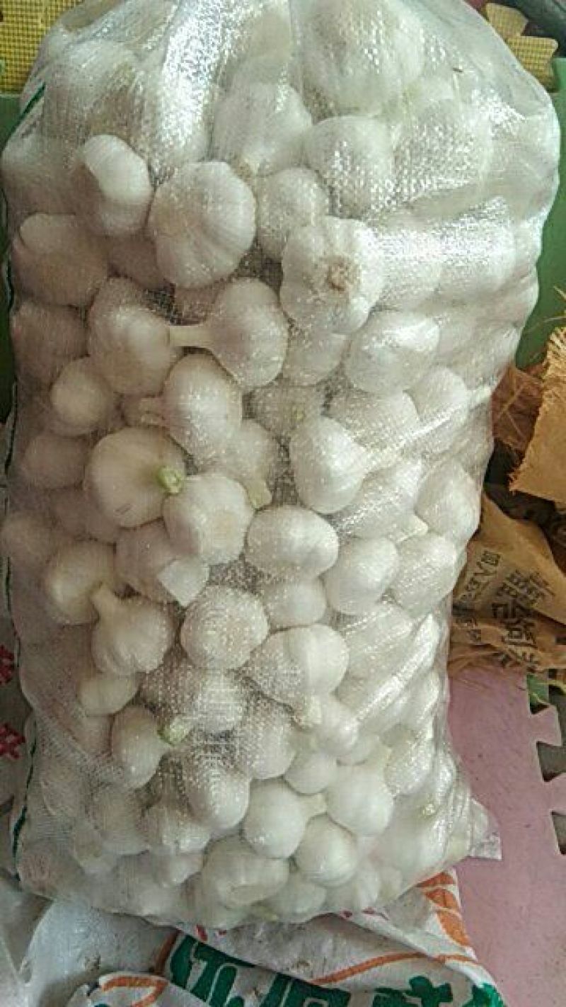紫皮大蒜