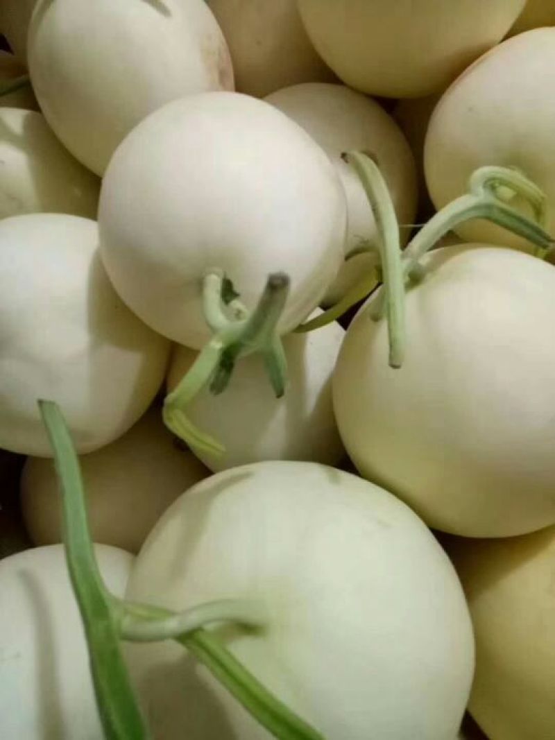 大荔甜瓜