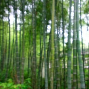 甲级毛竹