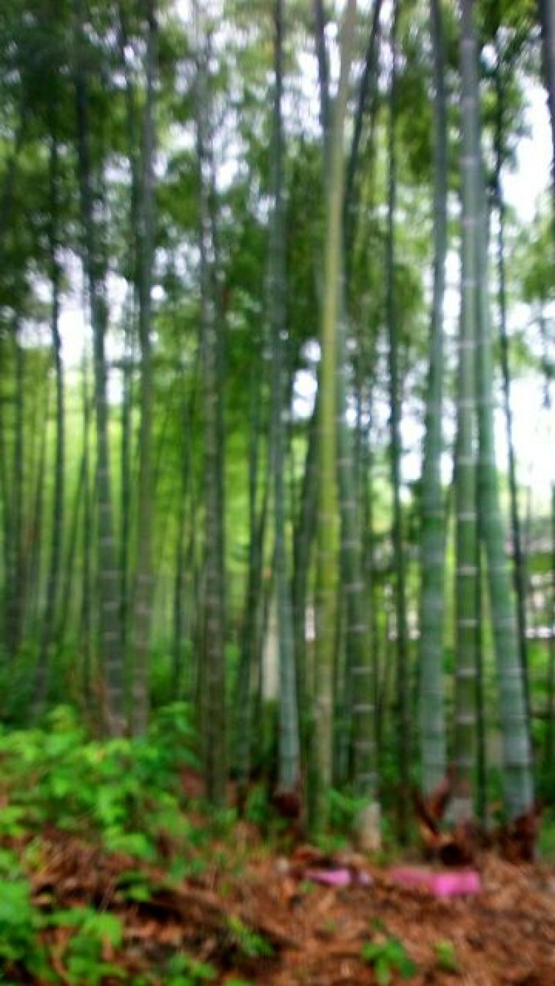 甲级毛竹