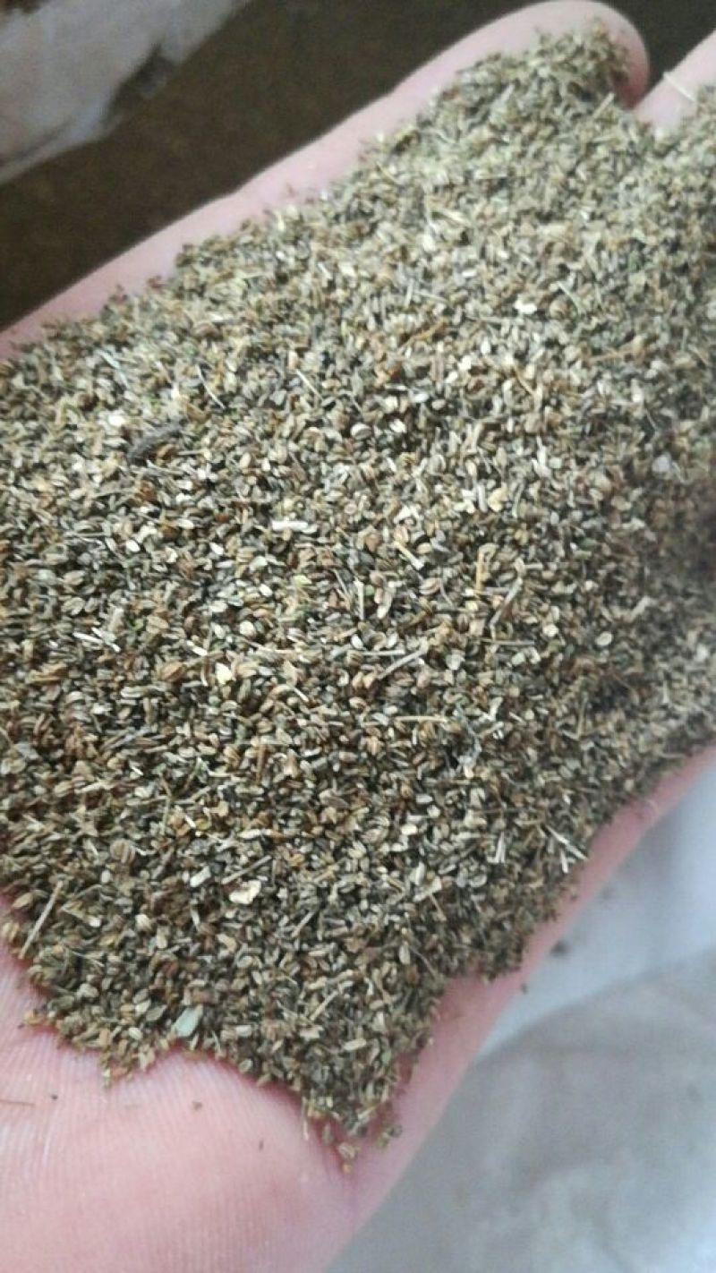 【热销榜TOP3】芹菜籽，药用芹菜籽，可做调料和药厂提取
