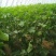 密刺黄瓜25公分以上干花带刺