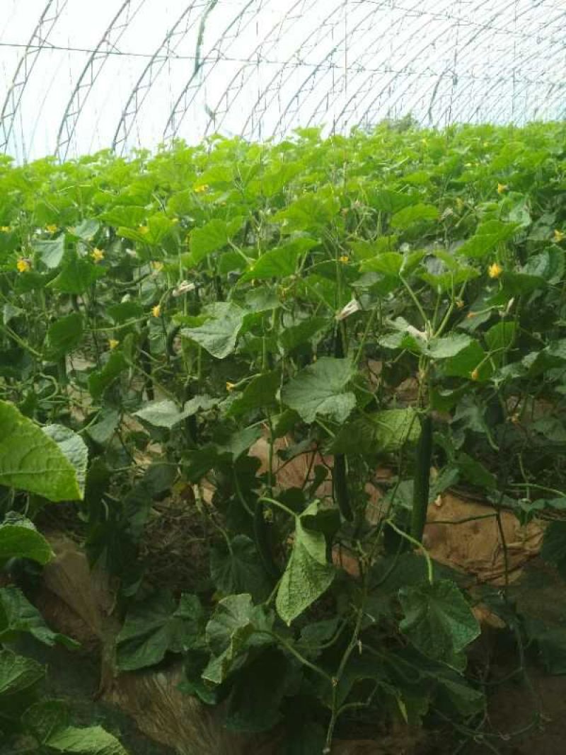 密刺黄瓜25公分以上干花带刺