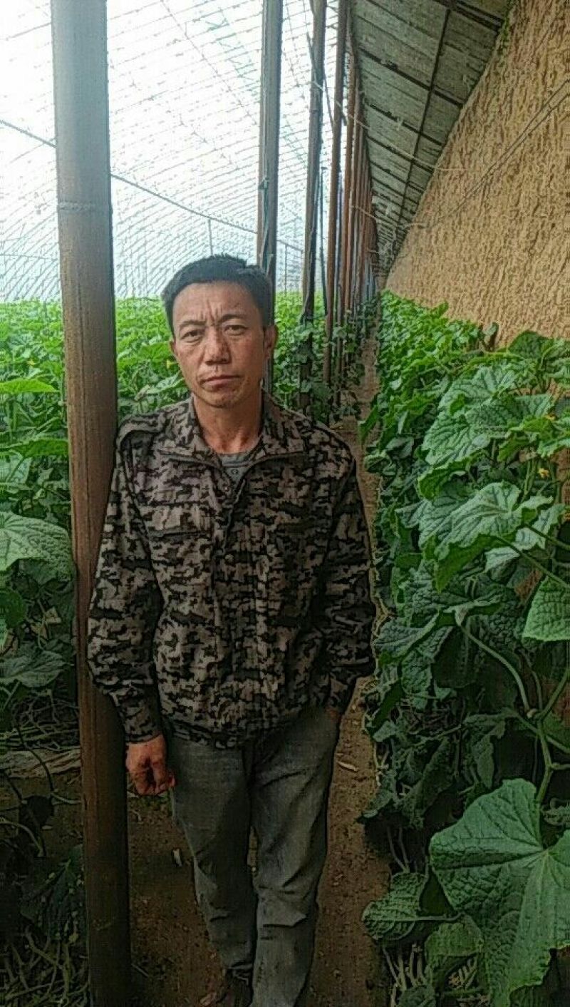 密刺黄瓜25公分以上干花带刺