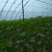 密刺黄瓜25公分以上干花带刺
