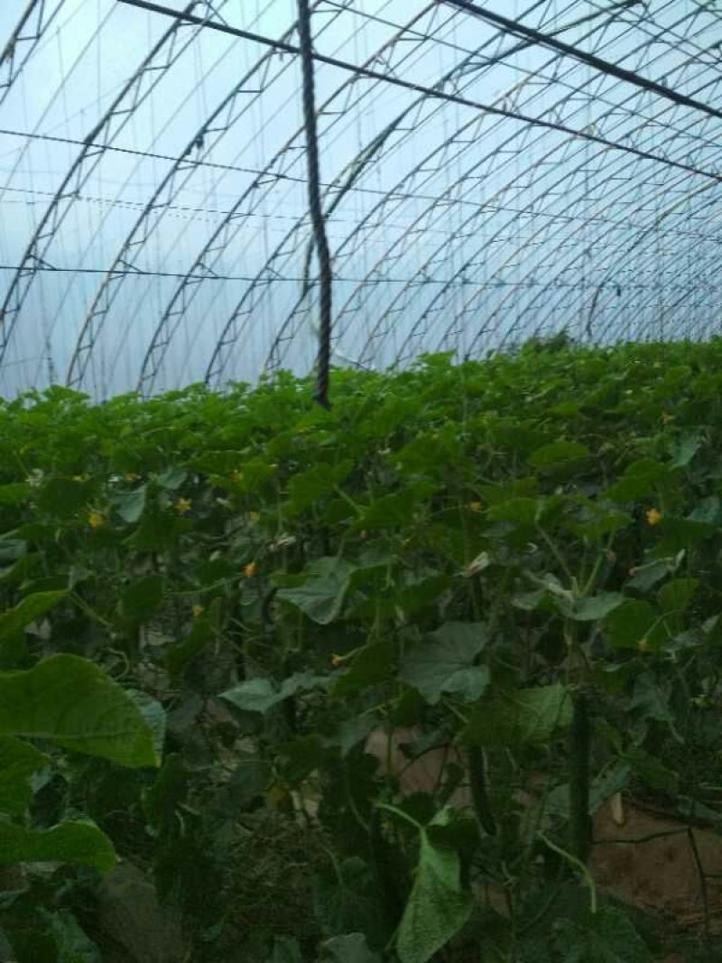 密刺黄瓜25公分以上干花带刺