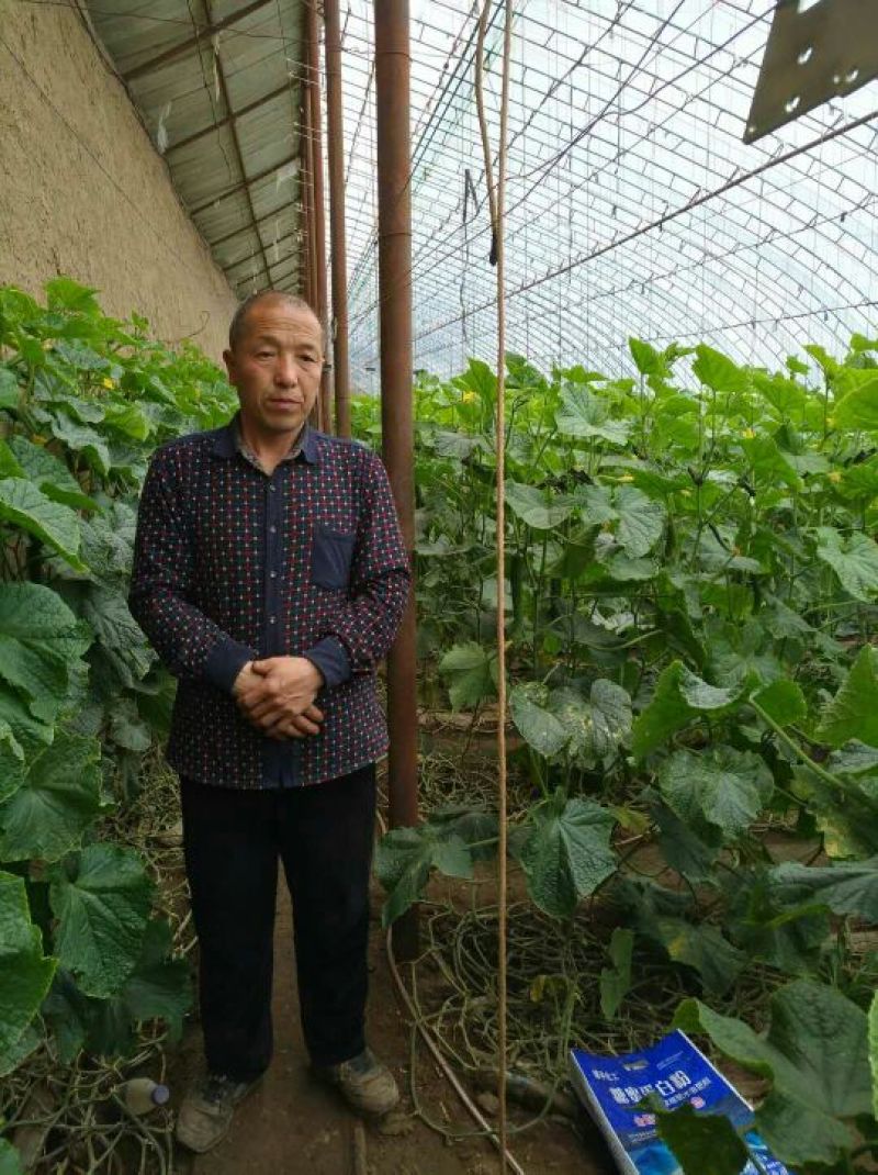 密刺黄瓜25公分以上干花带刺