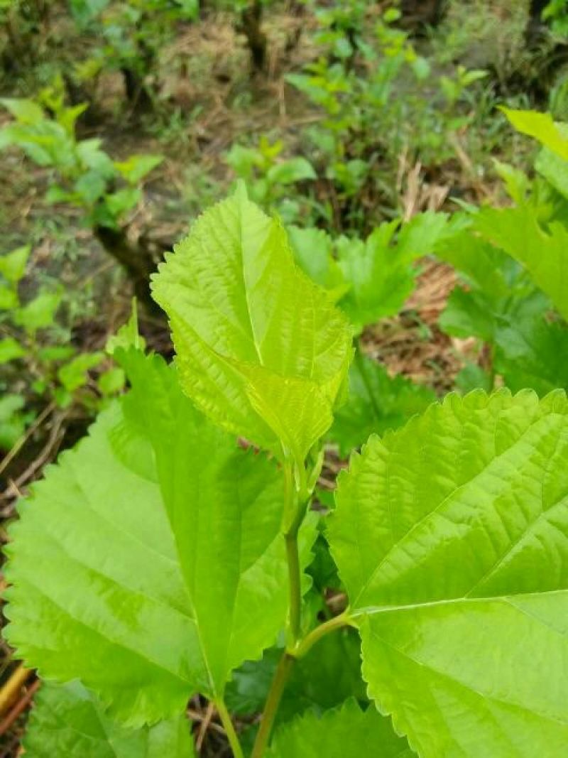 桑叶桑芽菜，250克厂家直供