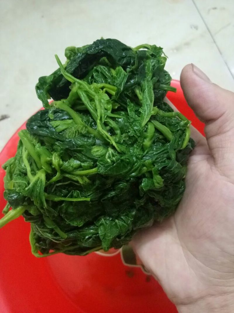 桑叶桑芽菜，250克厂家直供