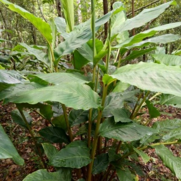 草果苗