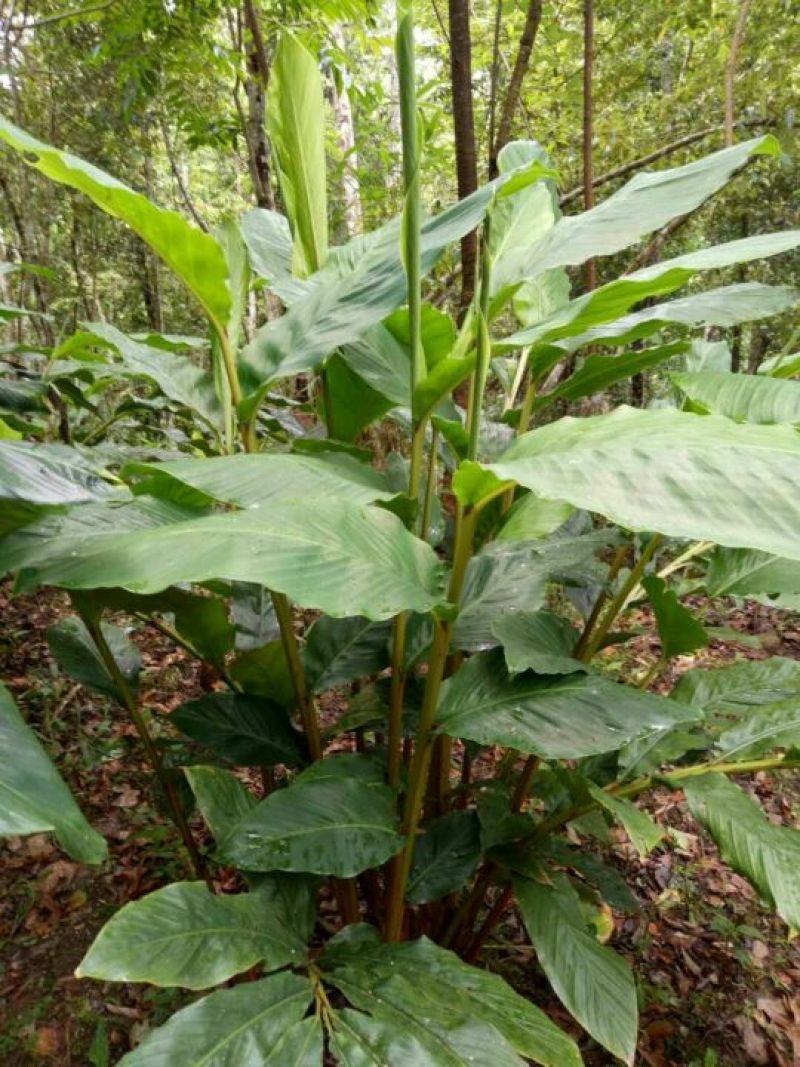 草果苗