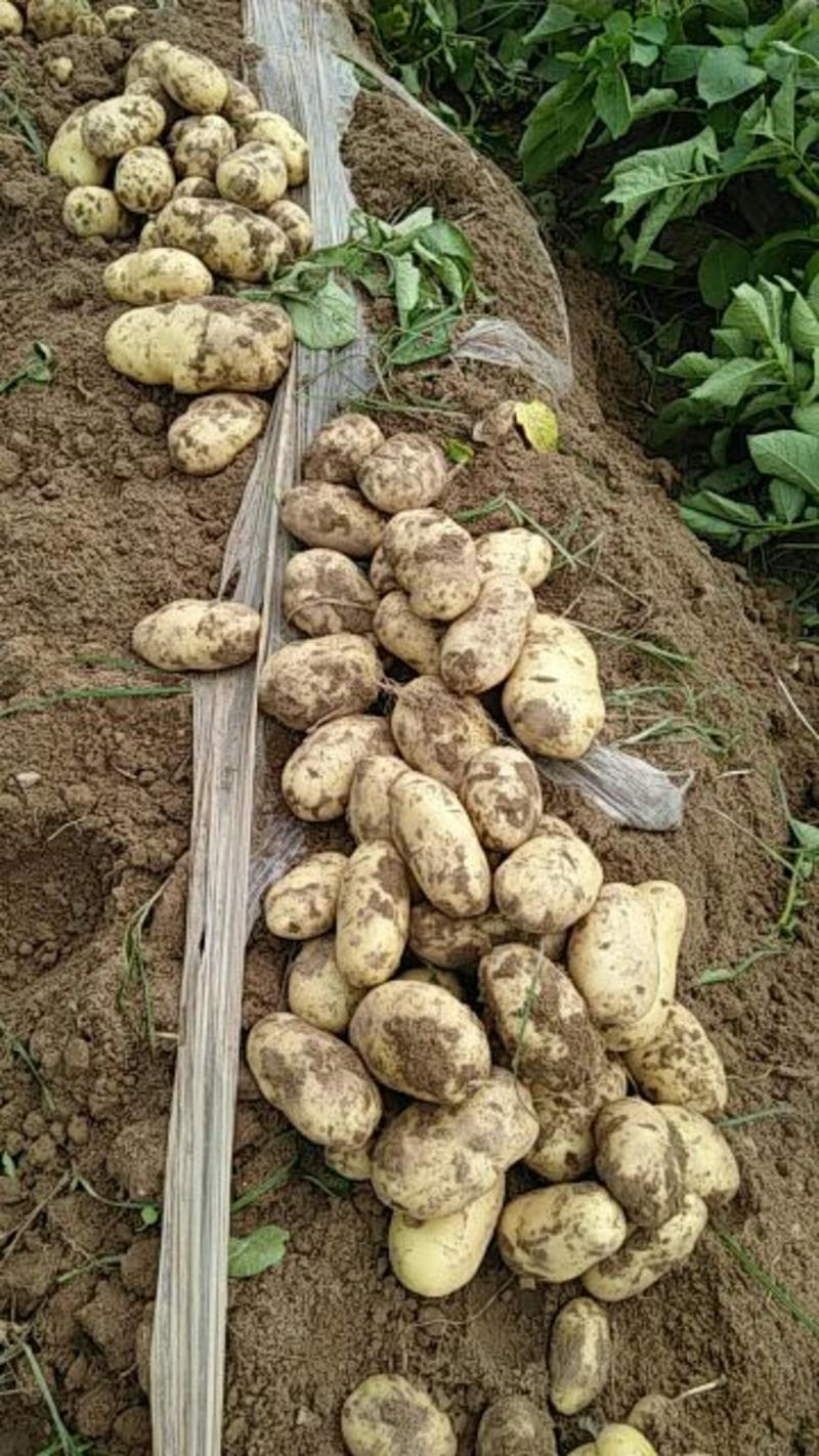 荷兰土豆，土豆陆续上市二两起步黄茬无虫眼，外观美