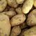 荷兰土豆，土豆陆续上市二两起步黄茬无虫眼，外观美