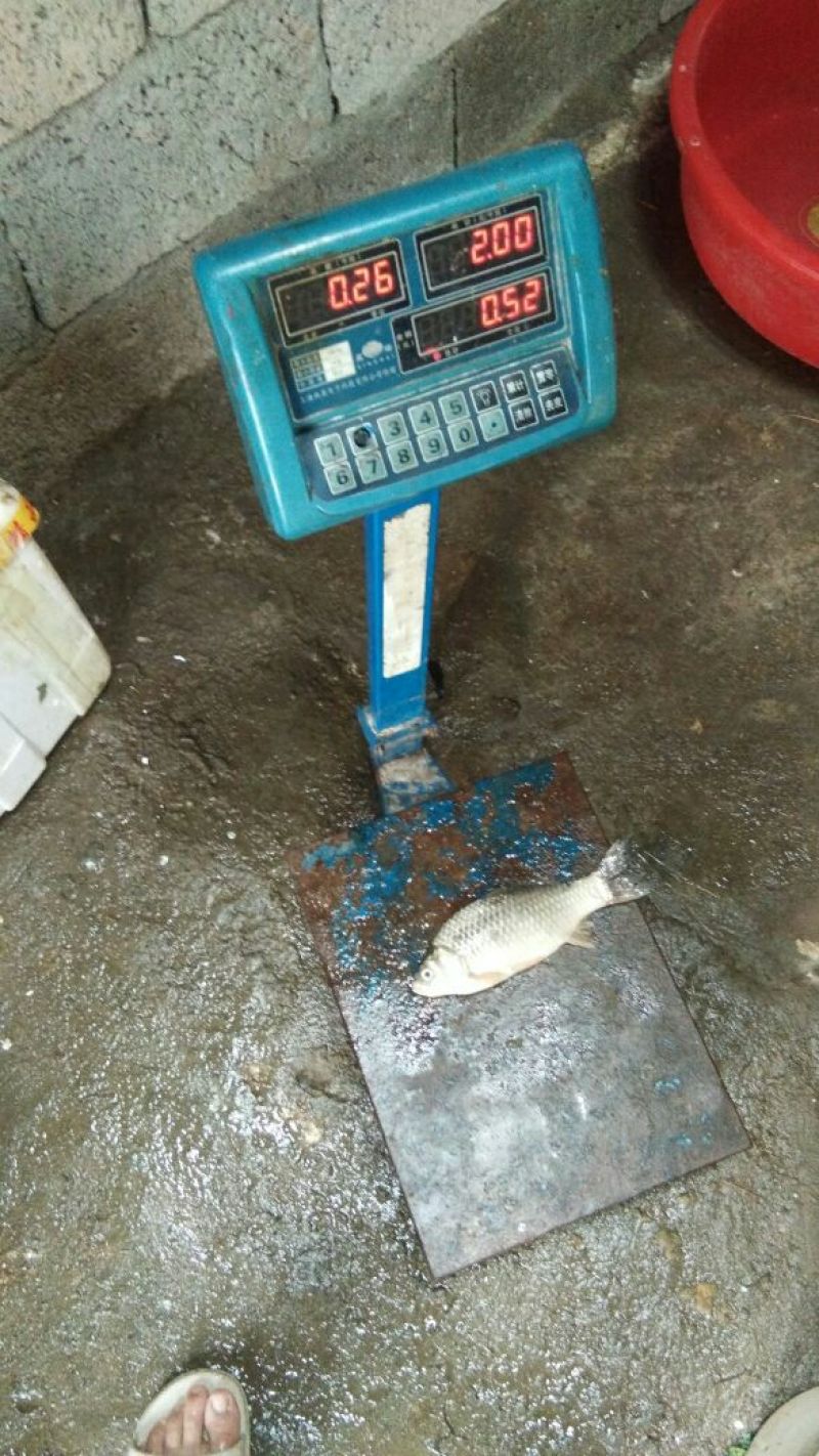 鲫鱼