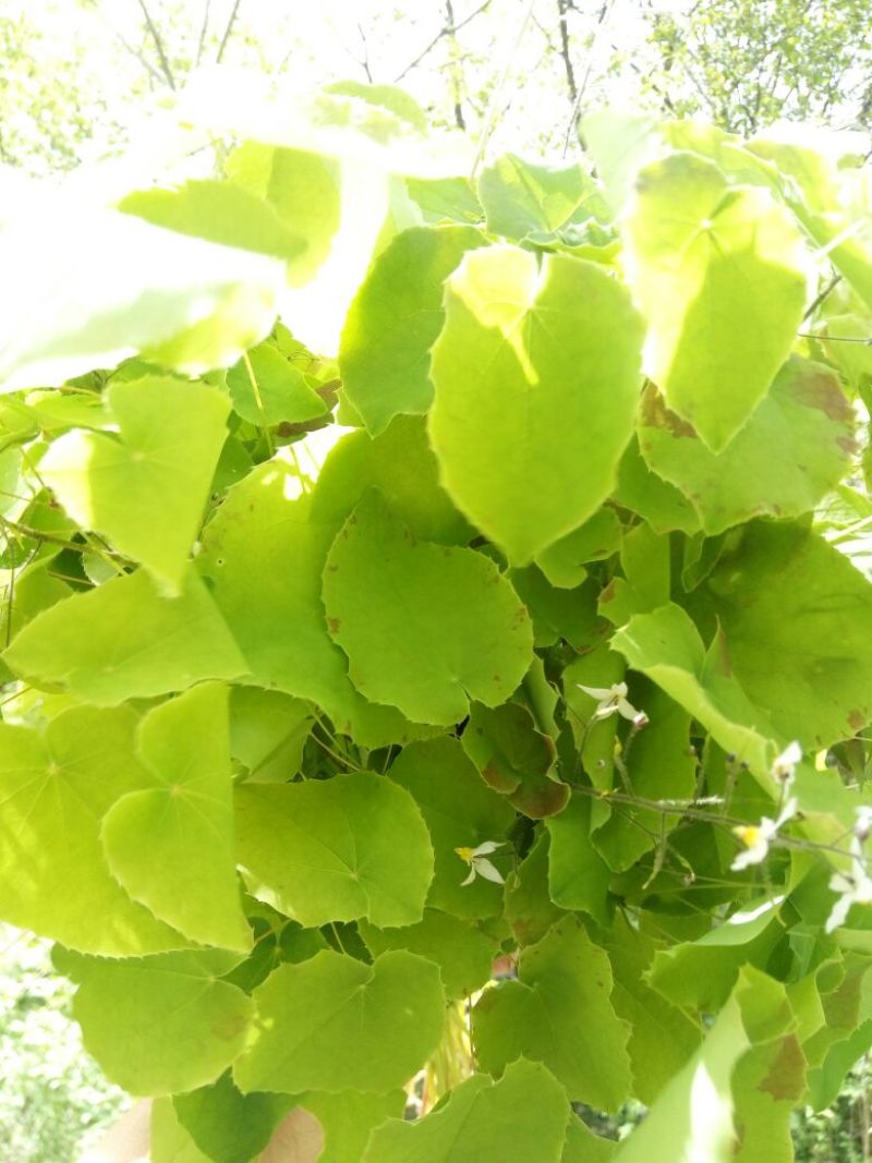 淫羊藿