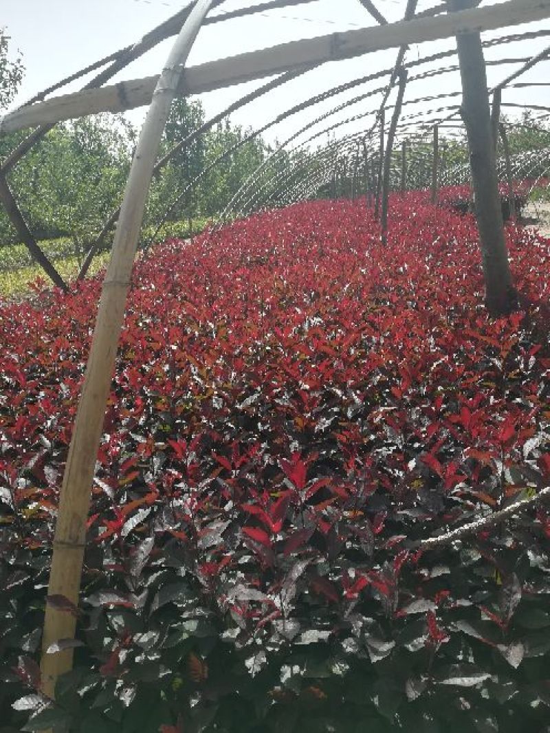 营养钵紫叶矮樱