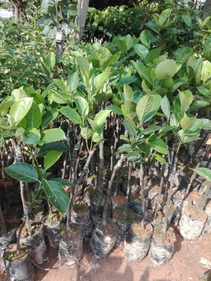 菠萝蜜苗，12号菠萝蜜苗，正品嫁接苗，包邮。