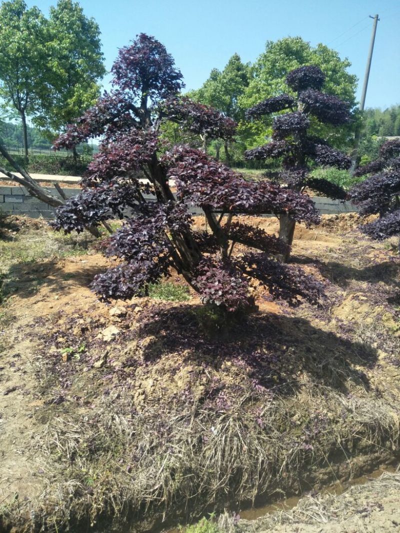 罗汉松，红继木桩