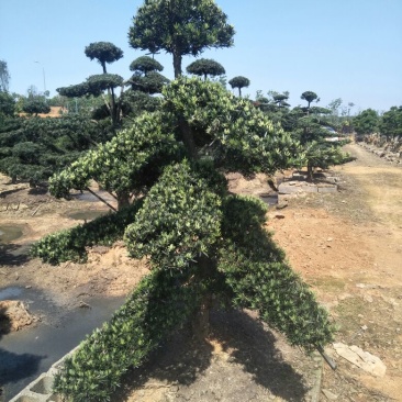 罗汉松，红继木桩