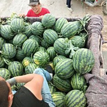 精品甜王