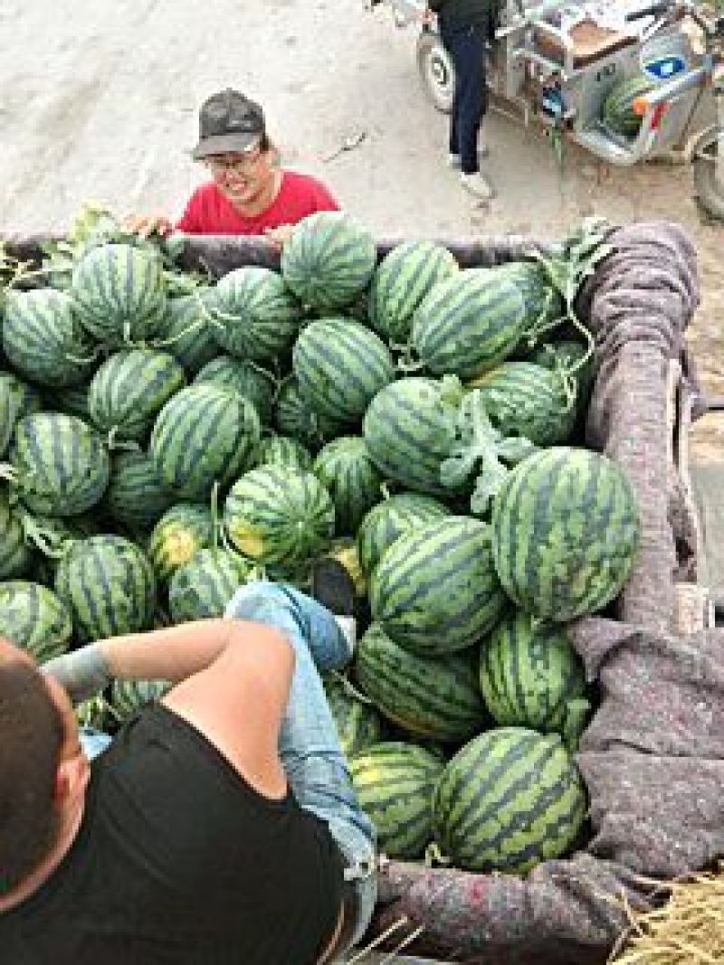 精品甜王