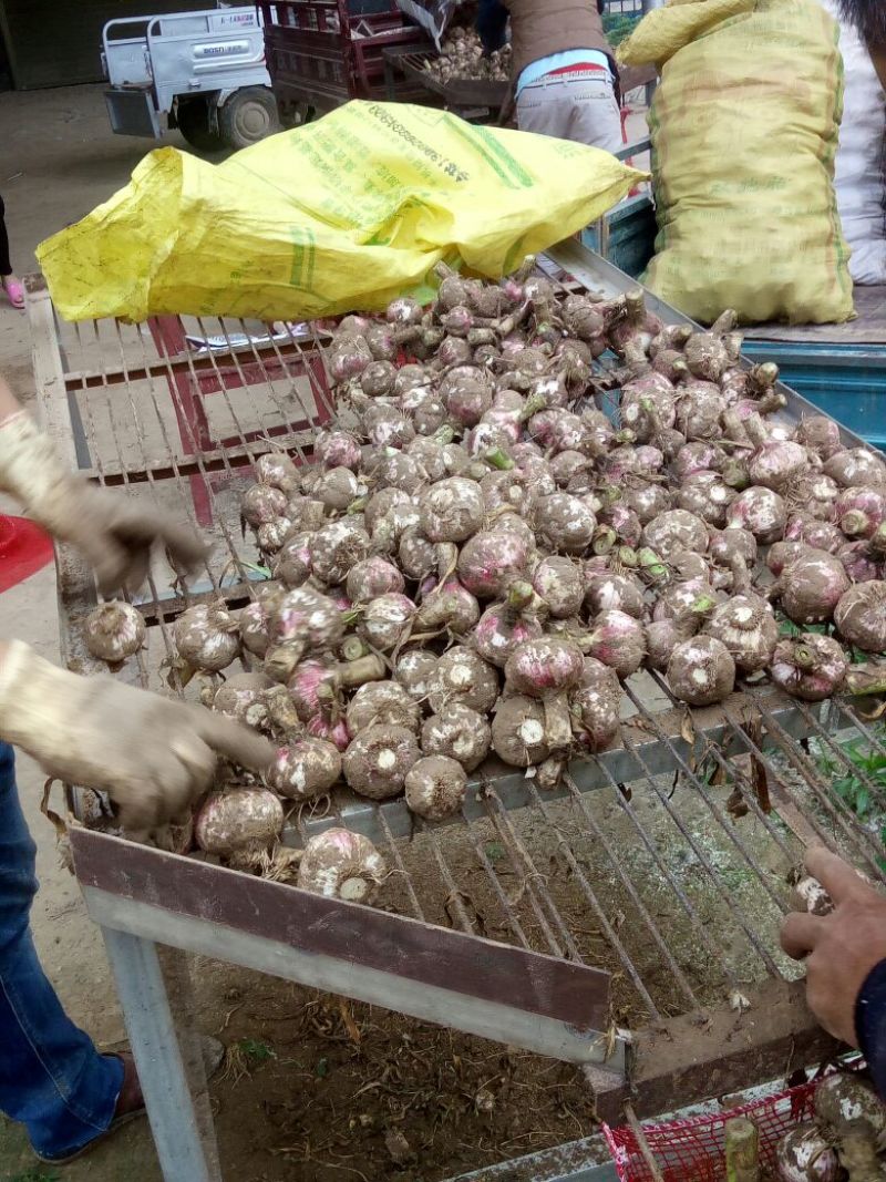 开封大蒜，新鲜紫皮鲜蒜5m以上包上车，欢迎电话联系