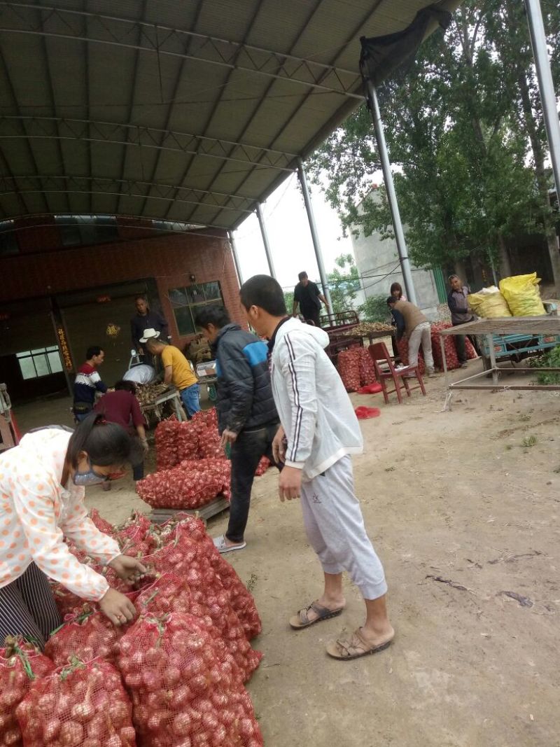 开封大蒜，新鲜紫皮鲜蒜5m以上包上车，欢迎电话联系