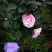 茶花