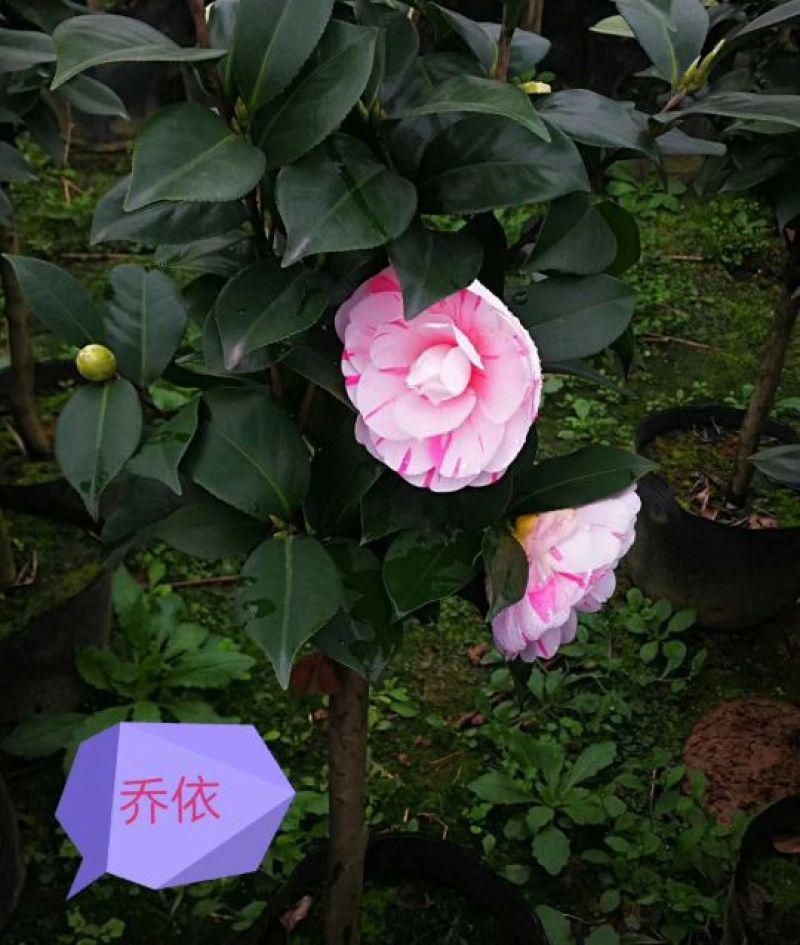 茶花