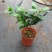 茶花