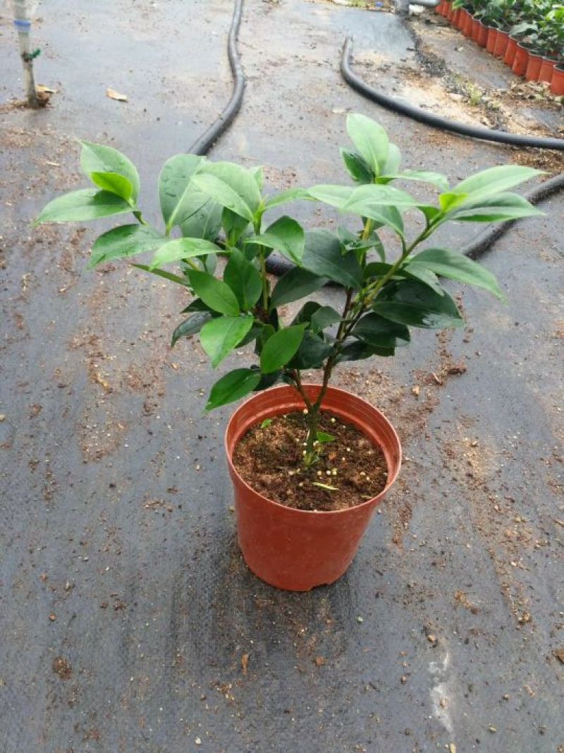 茶花