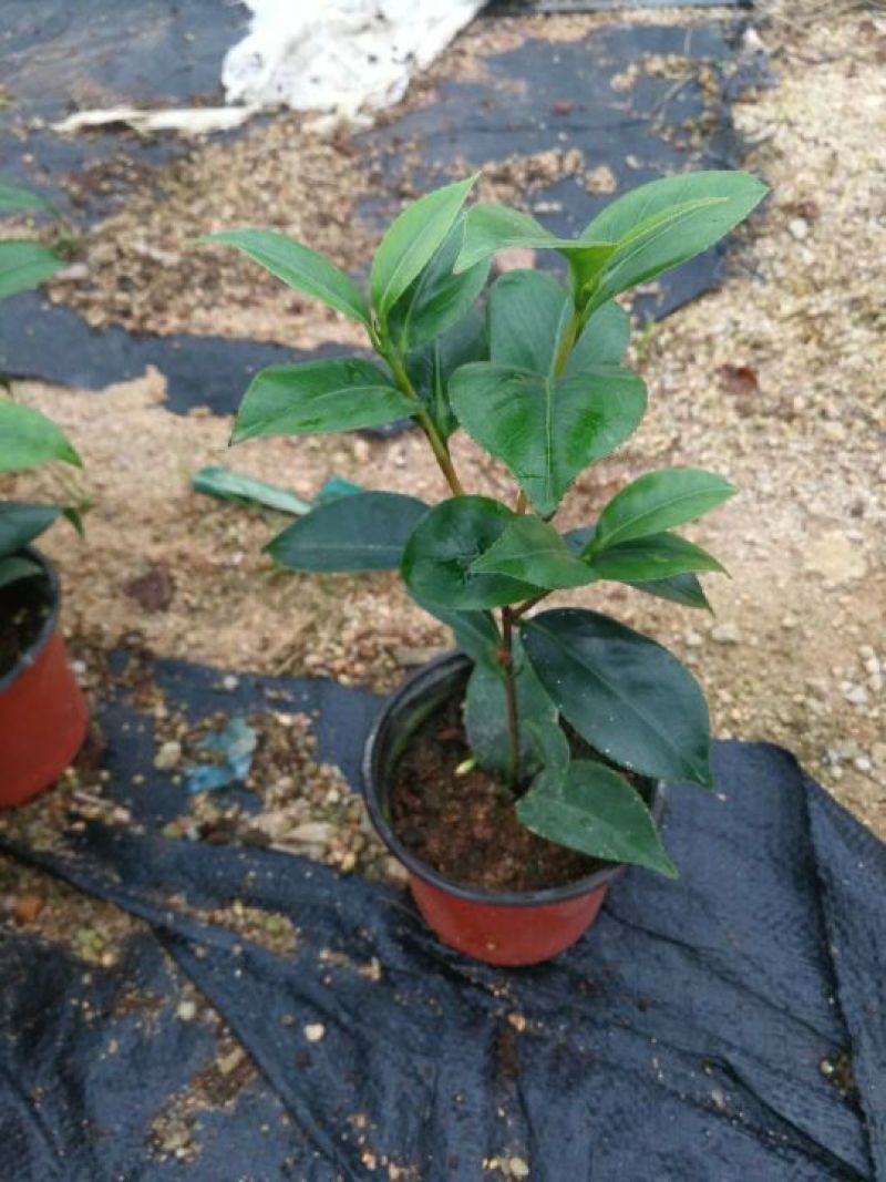 茶花