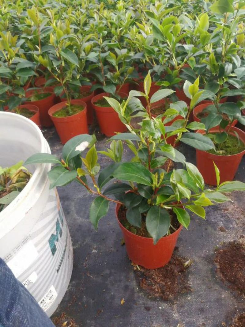 茶花