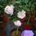 茶花
