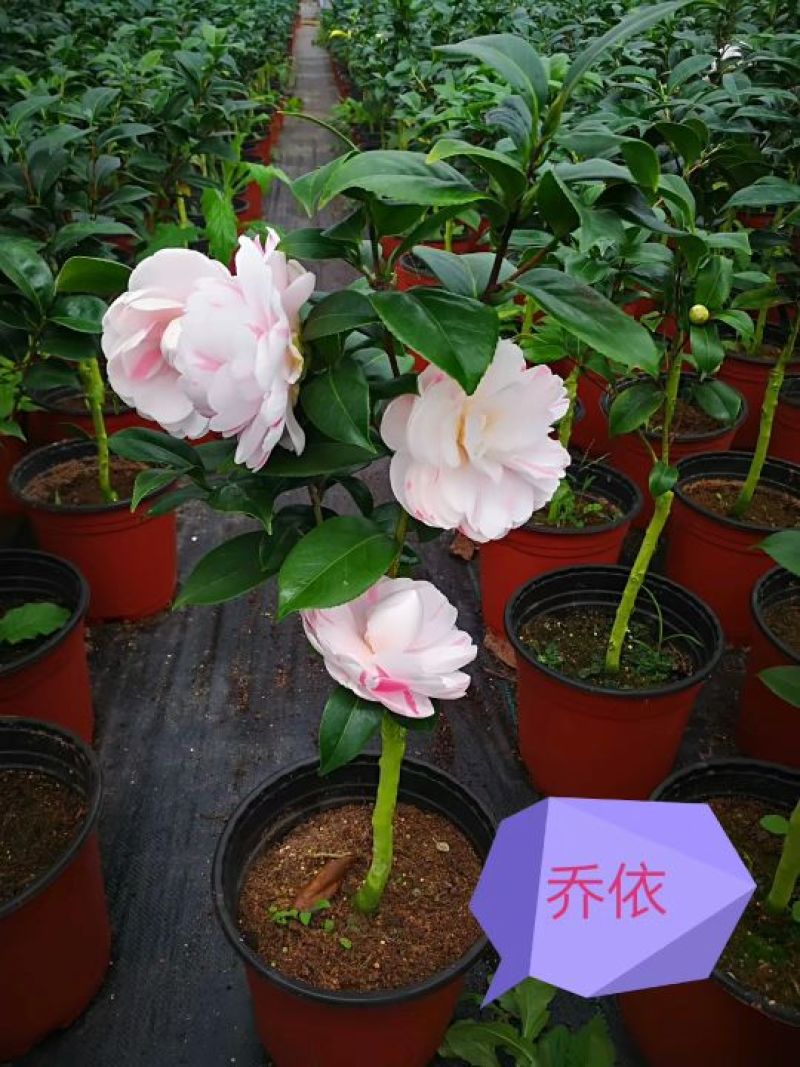 茶花