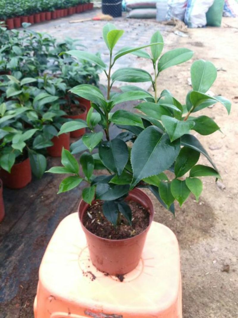 茶花