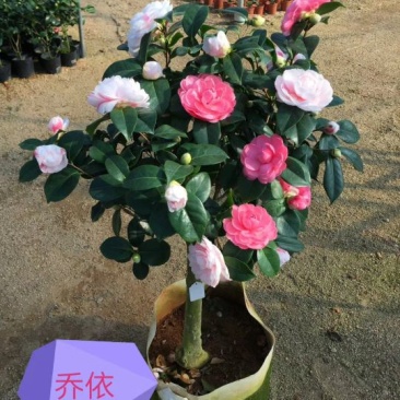 茶花