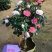 茶花