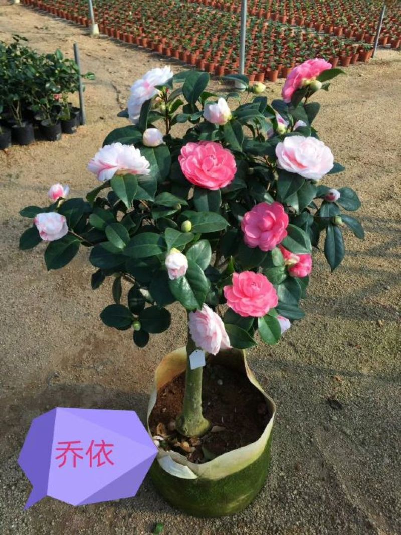 茶花