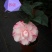 茶花