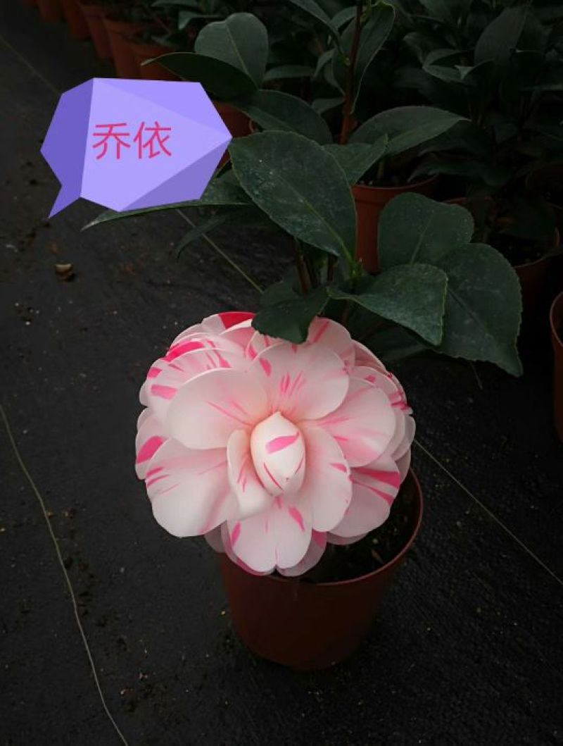 茶花