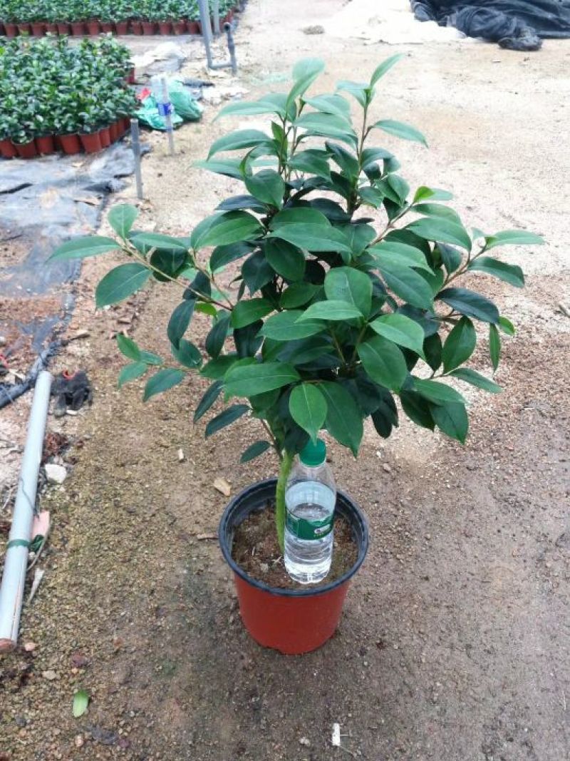 茶花