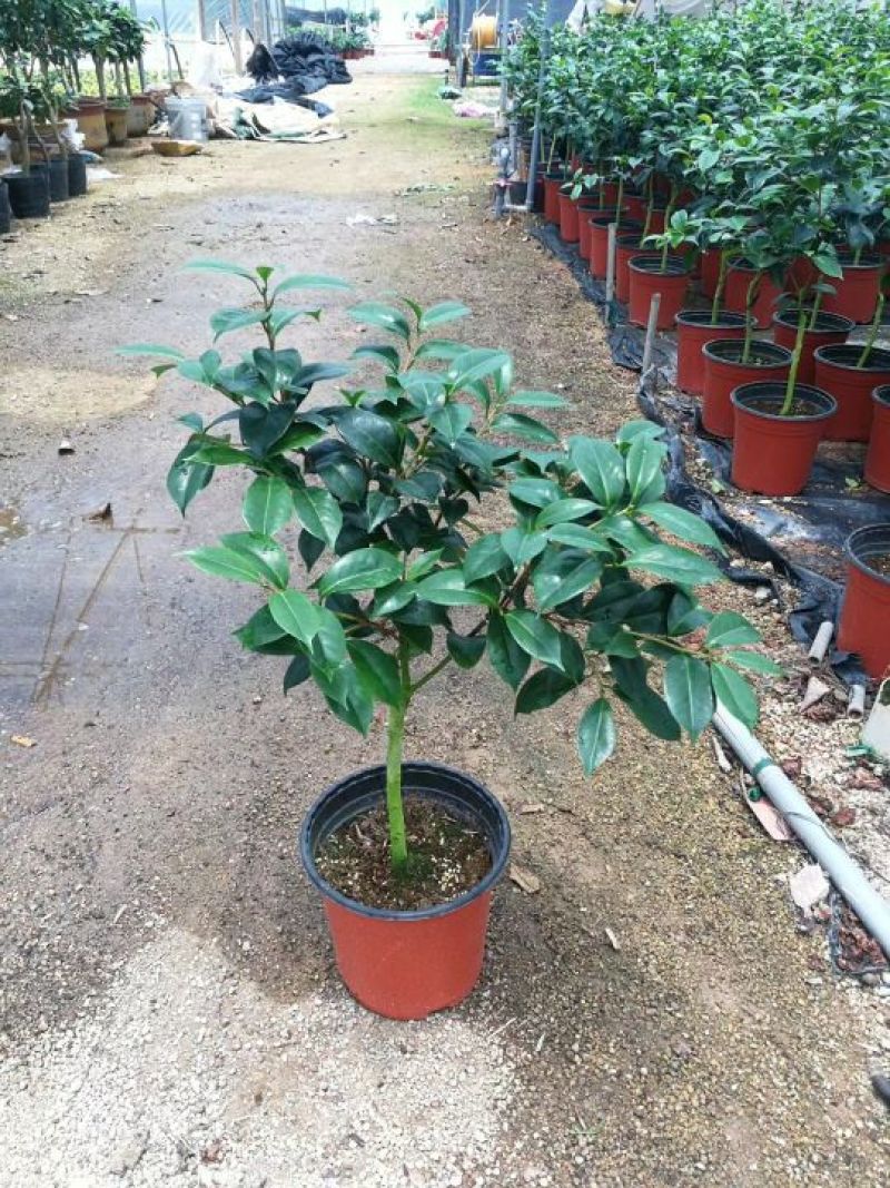 茶花