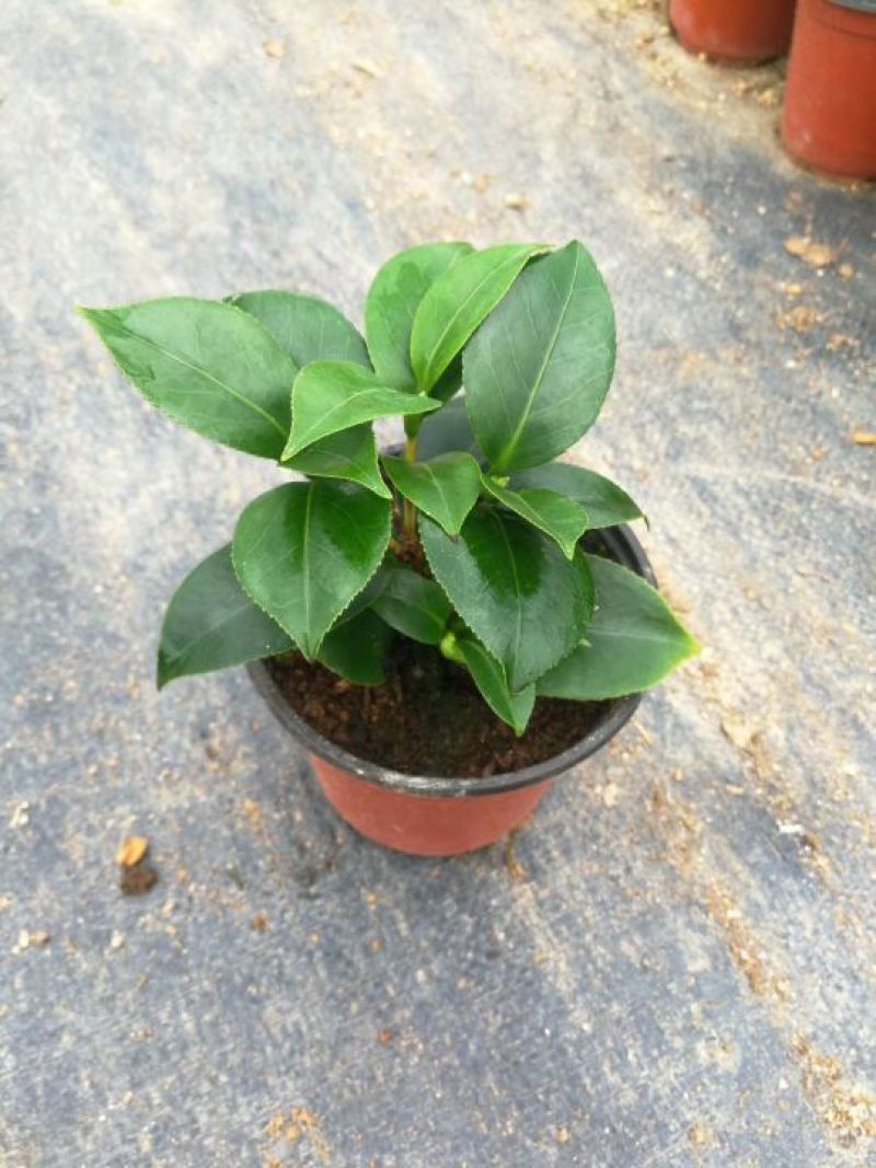 茶花