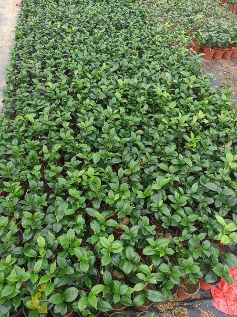 茶花