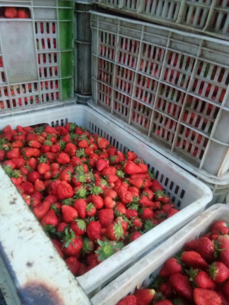 加工果，妙香草莓，草莓大量上市中，