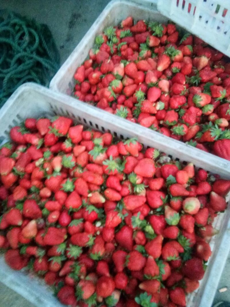 加工果，妙香草莓，草莓大量上市中，