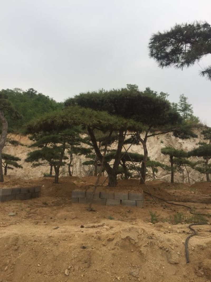 松树10~20cm