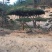 松树10~20cm