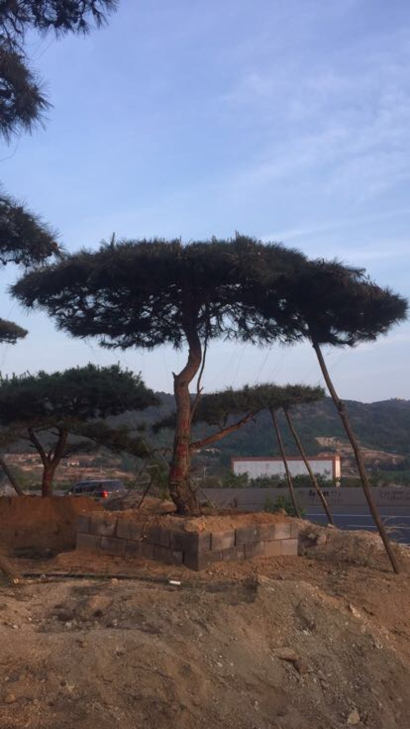松树10~20cm